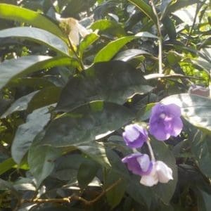 Chiricaspi, Brunfelsia chiricaspi