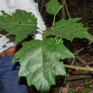 Tropical Nettle, Urticaceae