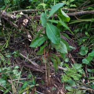 Caña Agria, Costus pictus