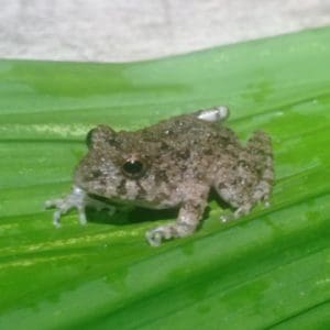 Pristimatis sp.