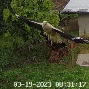 Yellow-headed caracara (Milvago chimachima)