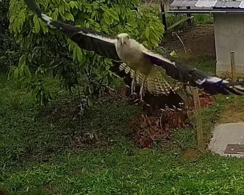 Yellow-headed caracara (Milvago chimachima)