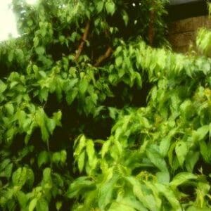 Ayahuasca, Banisteriopsis caapi