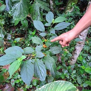Symbio Amazonico