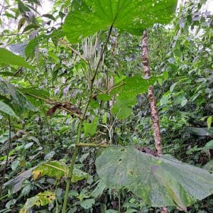 Maria panga, Piper umbellatum