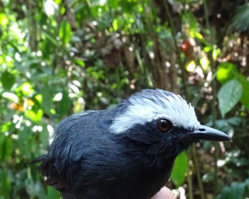 Myrmoborus leucophrys