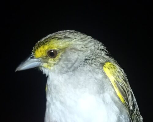 ave amarilla cerca de casa noche