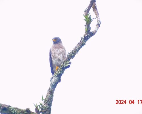 falco 1