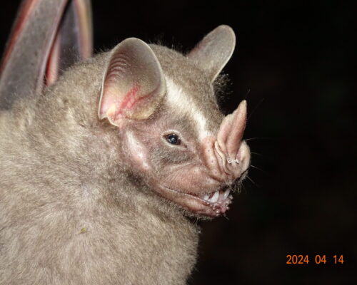 Artibeus lituratus 1