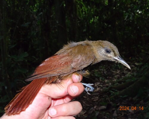 Especie 1.7