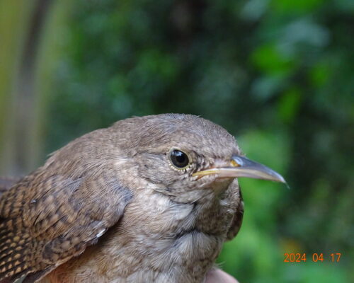 Troglodytes aedon