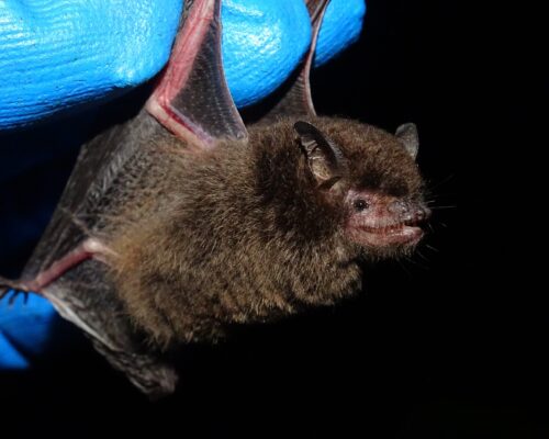 Myotis sp