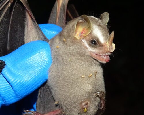 Platyrrhinus brachycephalus 1