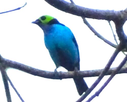 Tangara Chilensis