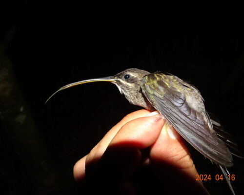 colibri noche 2