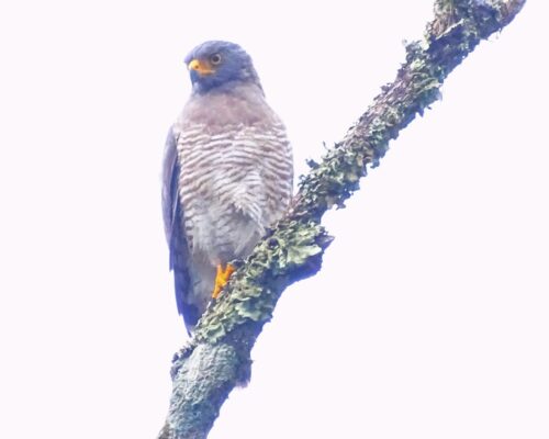 falco 1