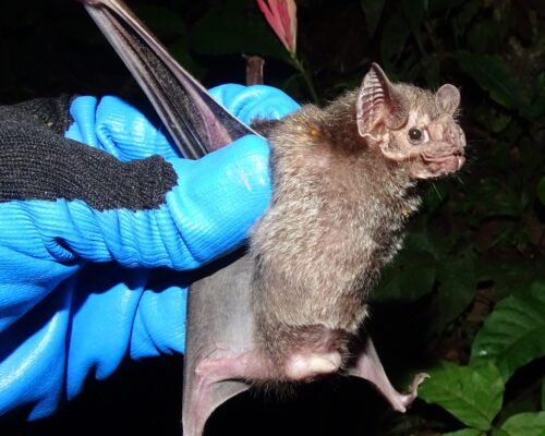 vampir desmodus rotundus 2